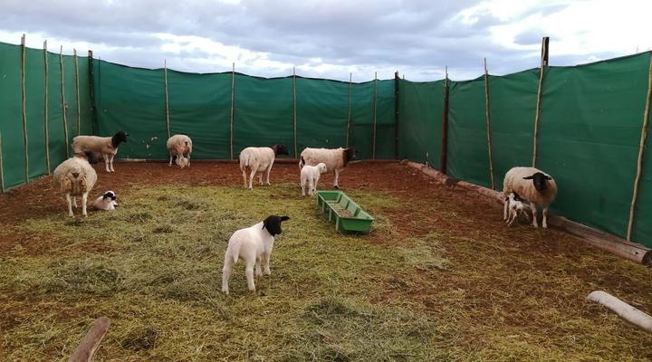 Assendelft Lodge and Bush Camp