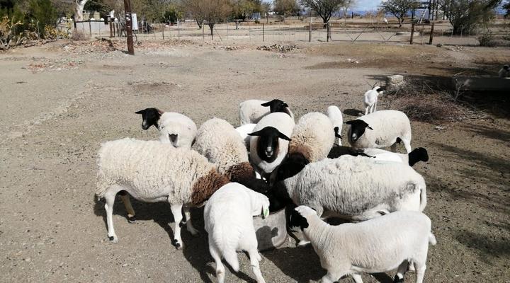 Assendelft Lodge and Bush Camp