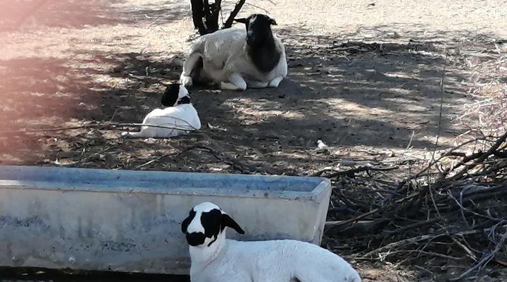 Assendelft Lodge and Bush Camp