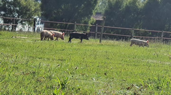 Shortlands Farm Stay