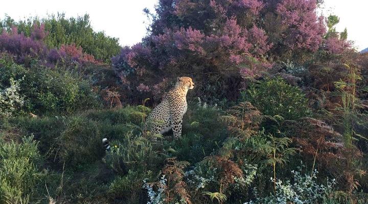 Tenikwa Family Suites