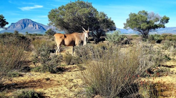 Goudkop Bush & Detox Camp