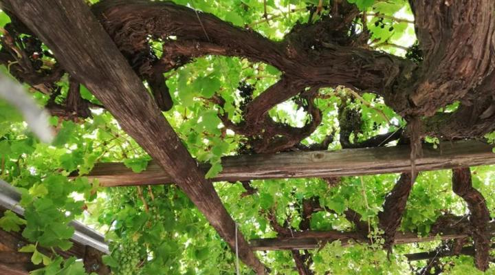 Nooitgedacht Town Lodge