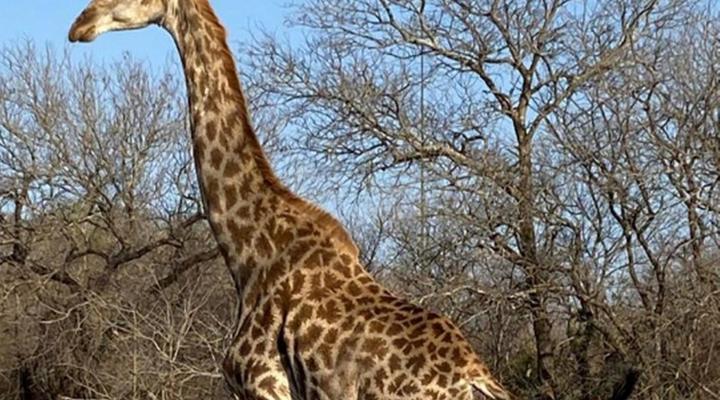 The Den at Kruger 3479