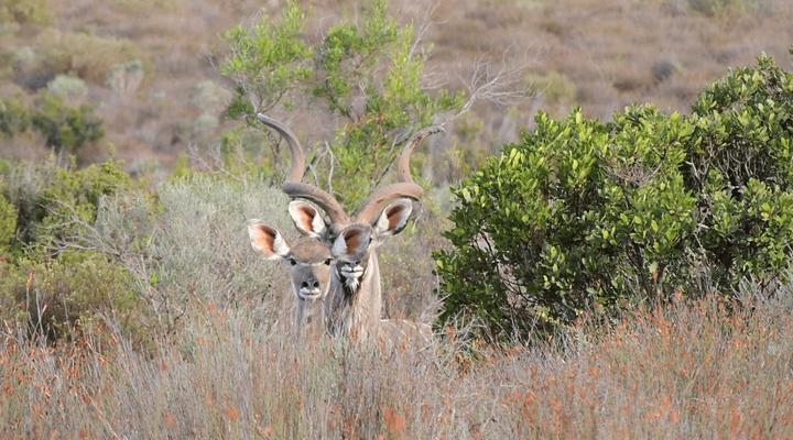 Goudkop Bush & Detox Camp