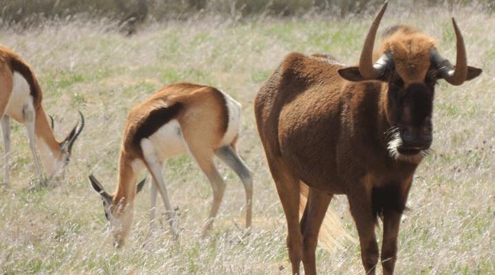 Goudkop Bush & Detox Camp