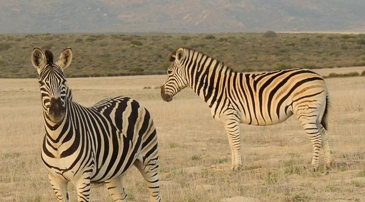 Goudkop Bush & Detox Camp