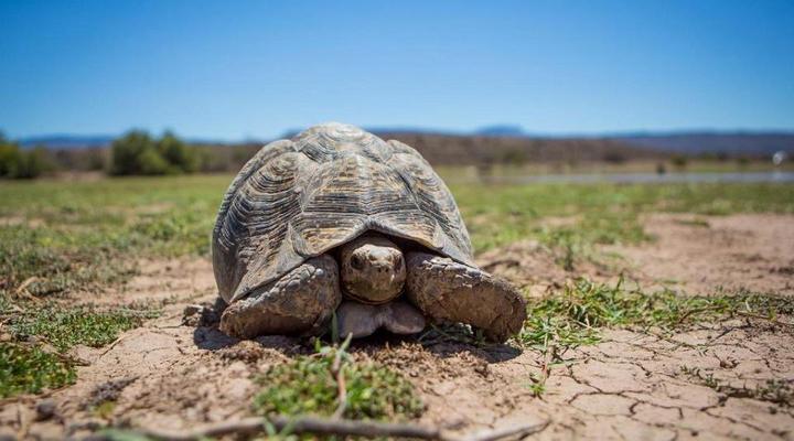 Grootfontein Farm House