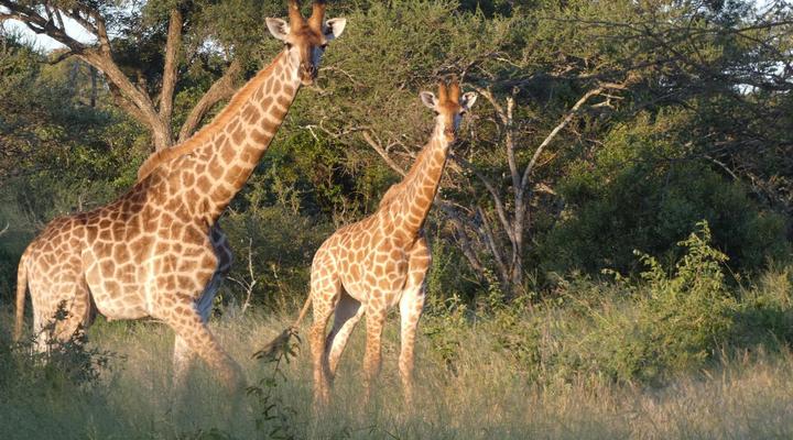 Gem in the Bush Lodge