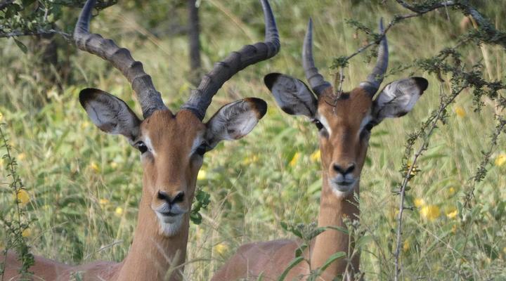 Gem in the Bush Lodge