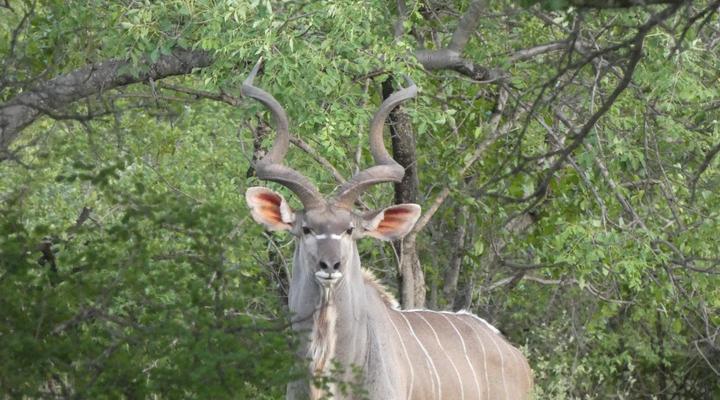 Gem in the Bush Lodge