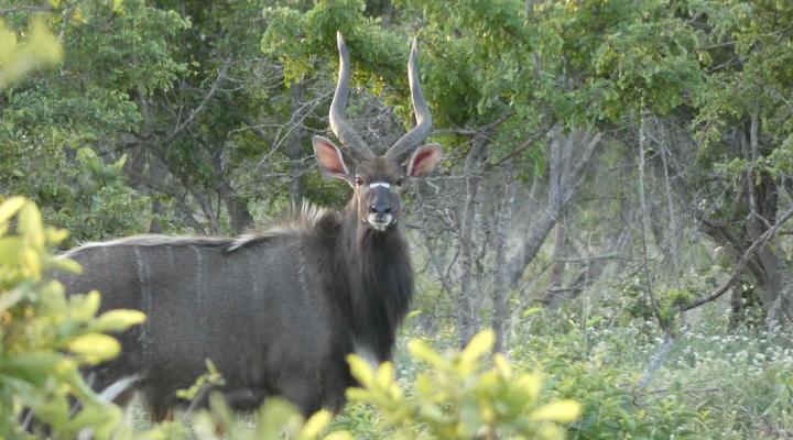 Gem in the Bush Lodge