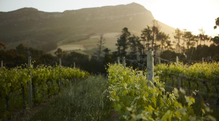 MolenVliet Oosthuizen Family Vineyards