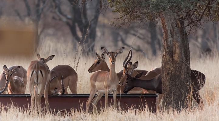 Hornbills Rest Country Home