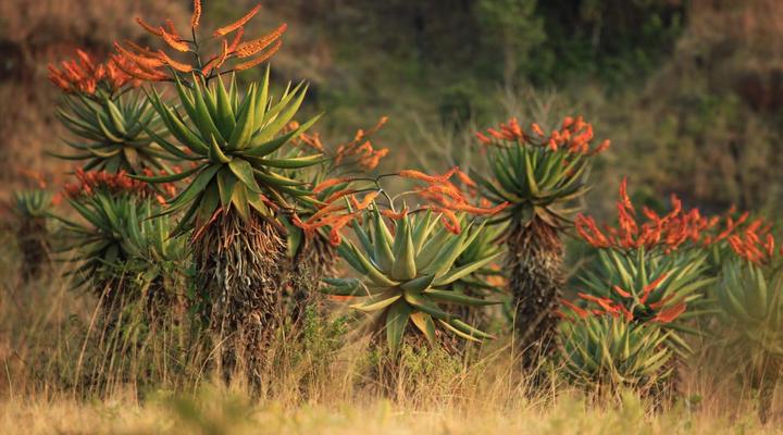 Mlilwane Wildlife Sanctuary