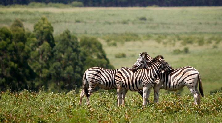 Mlilwane Wildlife Sanctuary