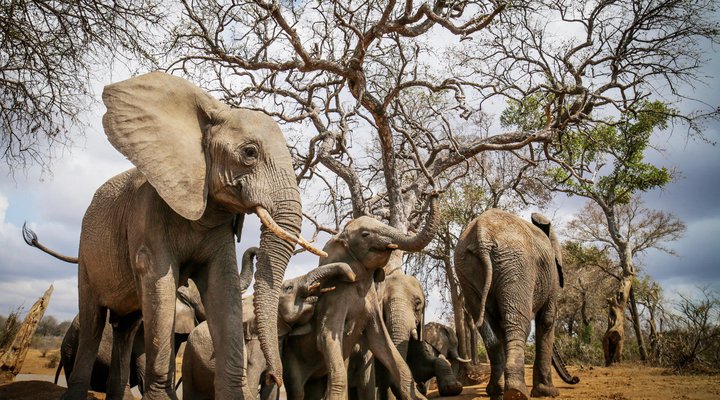 Jabulani Safari