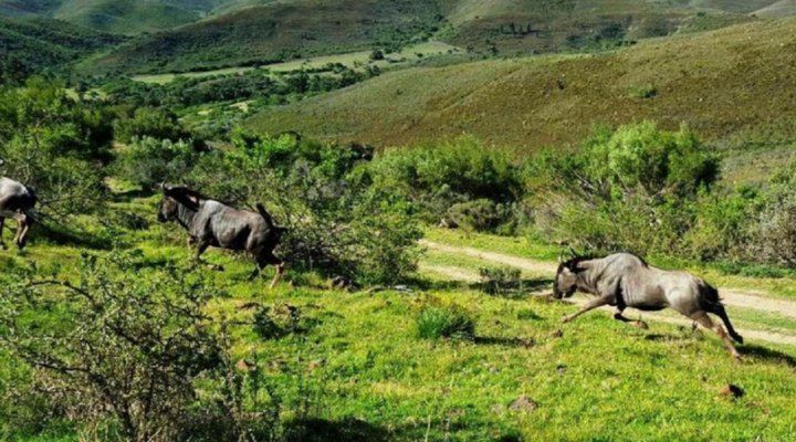 Pabala Private Nature Reserve