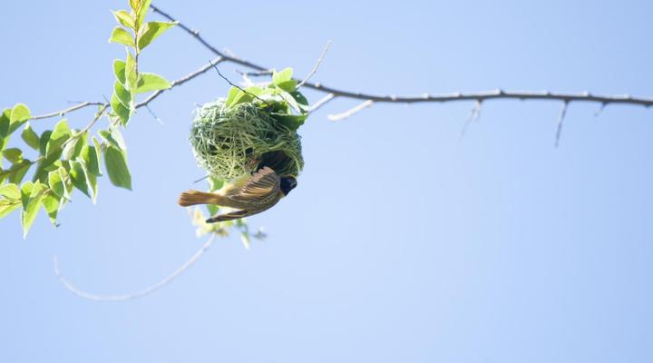 Little Forest Guesthouse, Parkhurst