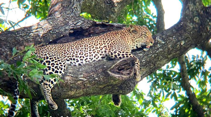 Flight of the Eagle at Kruger