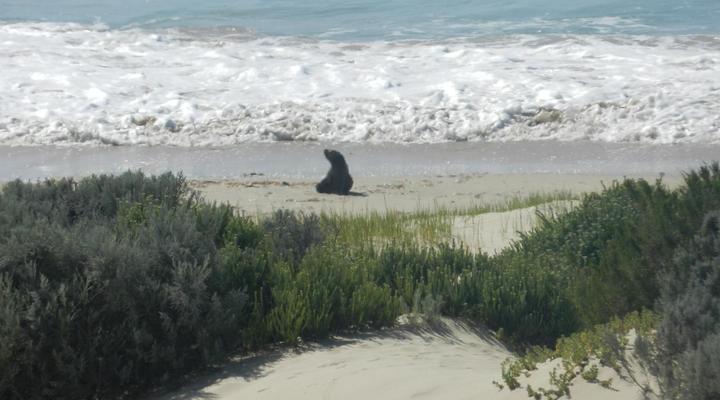 The Sparrow’s Nest Beach Cottage