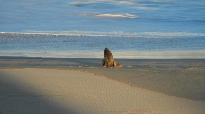 The Sparrow’s Nest Beach Cottage