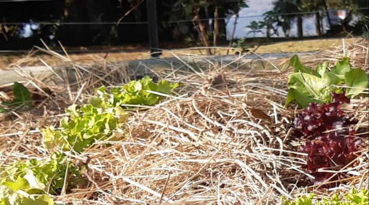 The Studio at The Aloes Farm