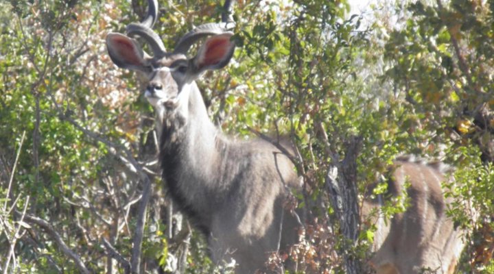 Olievenfontein Private Game Reserve