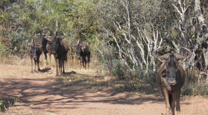 Olievenfontein Private Game Reserve