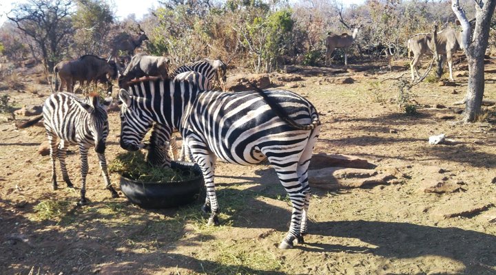 Olievenfontein Private Game Reserve