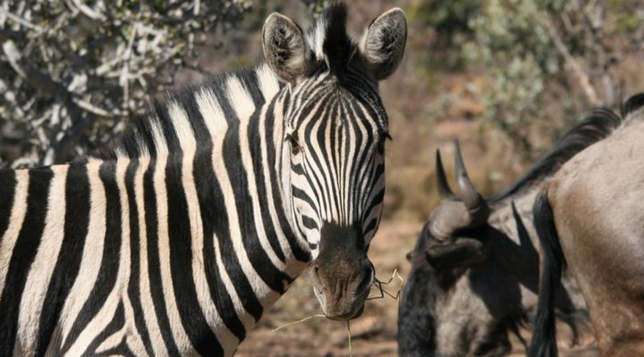 Olievenfontein Private Game Reserve