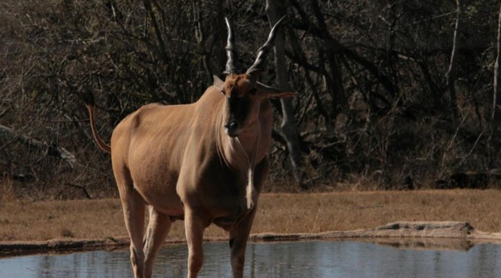 Olievenfontein Private Game Reserve