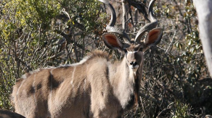 Olievenfontein Private Game Reserve