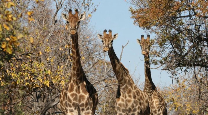 Olievenfontein Private Game Reserve
