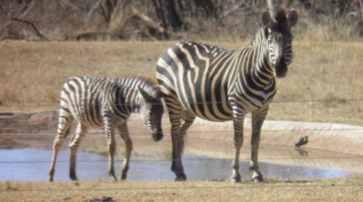 Olievenfontein Private Game Reserve