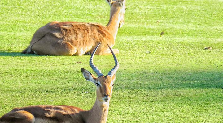 San Lameer Villa 2910 by Top Destinations Rentals