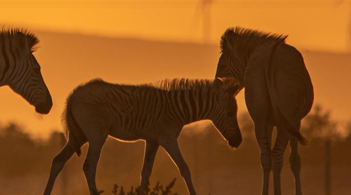 Lermitage Quagga Lodge