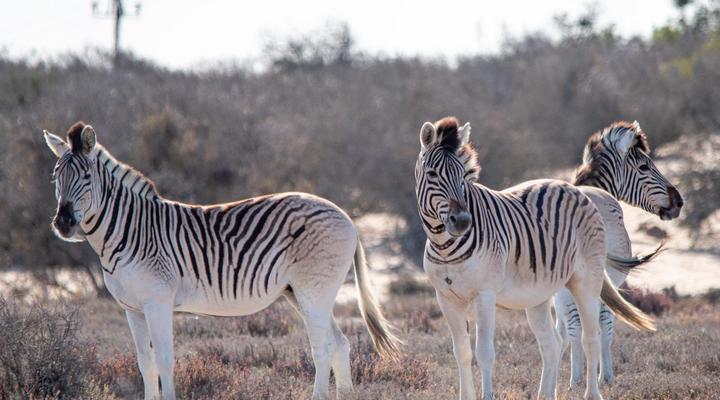 Lermitage Quagga Lodge