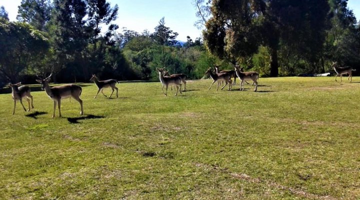 Green Hills Forest Lodge