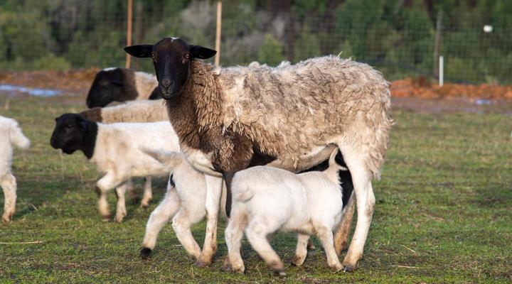 Hudson Guesthouse Entabeni Knysna