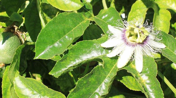 Himmelblau Boutique Bed and Breakfast