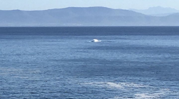 Royal Albatros Deluxe