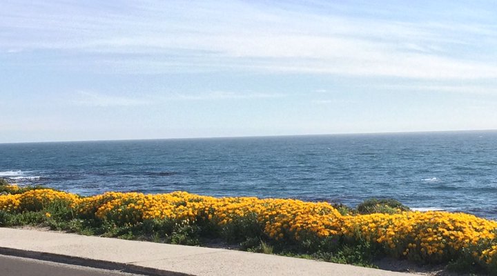 Royal Albatros Deluxe