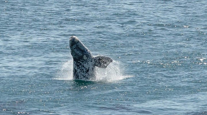 Royal Albatros Deluxe