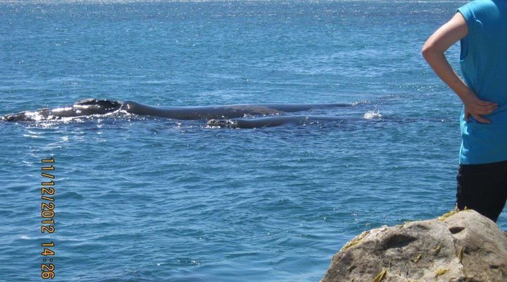 Royal Albatros Deluxe