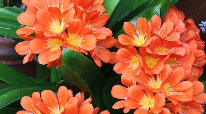 Clivia Hill Guest Cottage