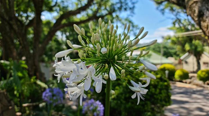 Peaches and Cream B&B