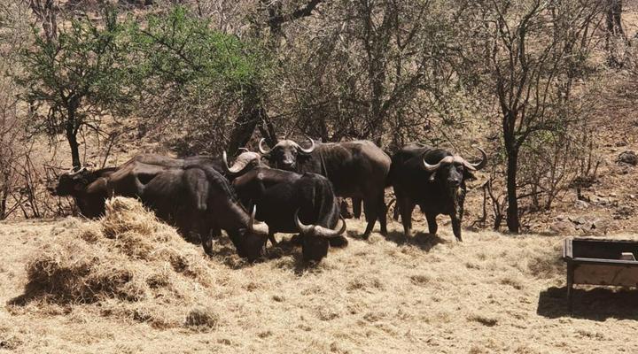 Mount Marula Game Lodge