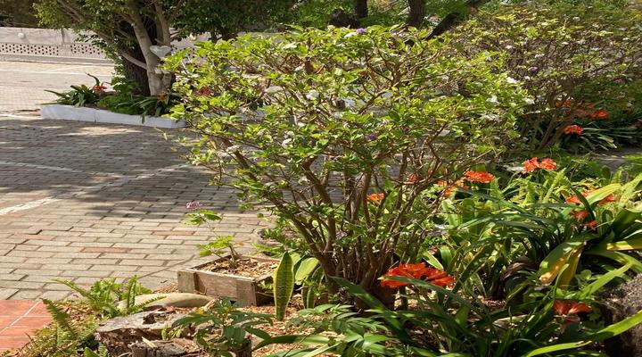 Mangold's Guesthouse