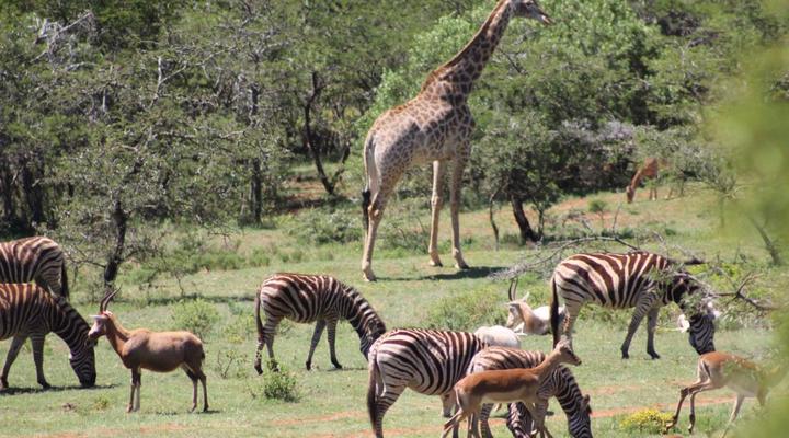 Simbonga Game Reserve & Sanctuary